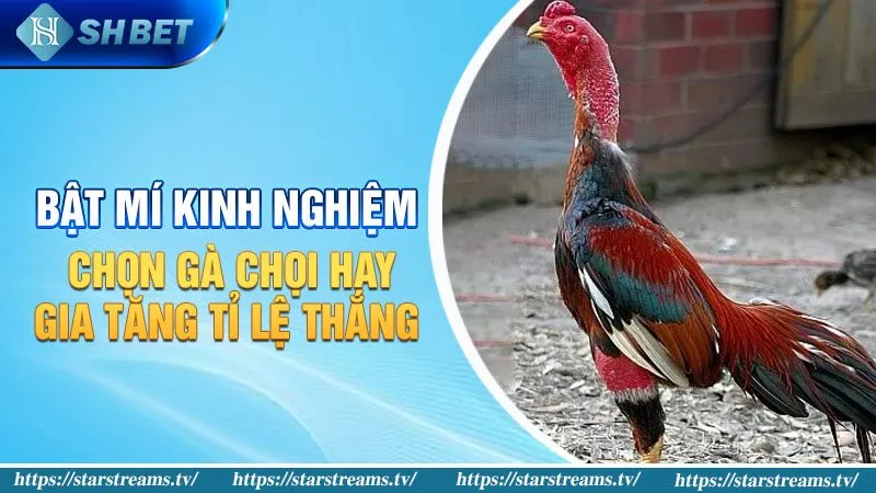 Giới thiệu ngắn gọn về 8Kbet: một công ty game hàng đầu và uy tín - 8Kbet