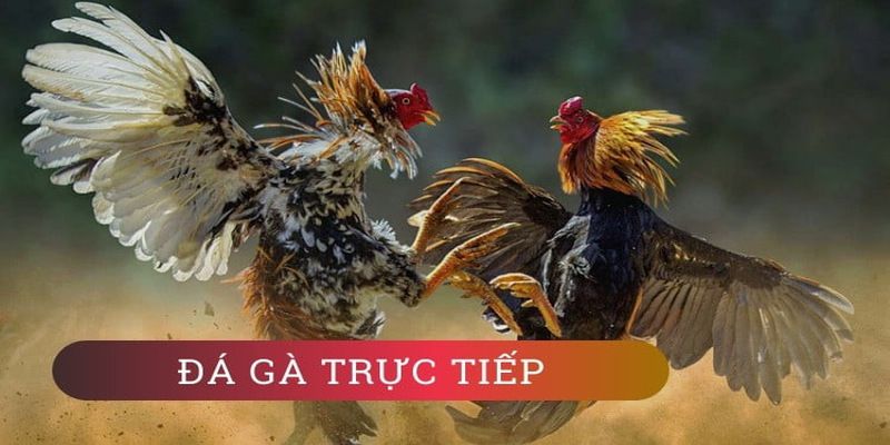 Cr88 cung cấp rất nhiều sản phẩm trò chơi hấp dẫn - Cr88