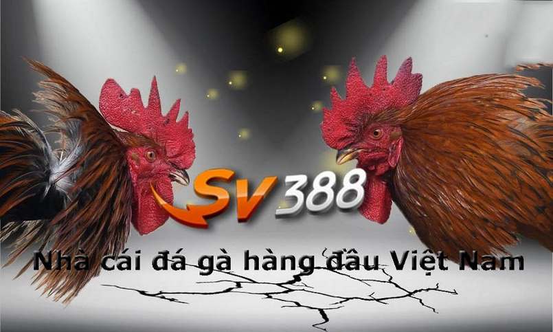 Tại sao bạn nên chọn Betvisa làm phương tiện giải trí của mình? - Betvisa