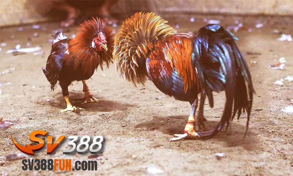 Bigboss Kinh điển vượt thời gian - Bigboss